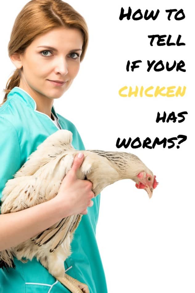 How To Tell If Chickens Have Worms 1
