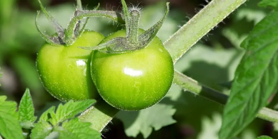 green tomatoes