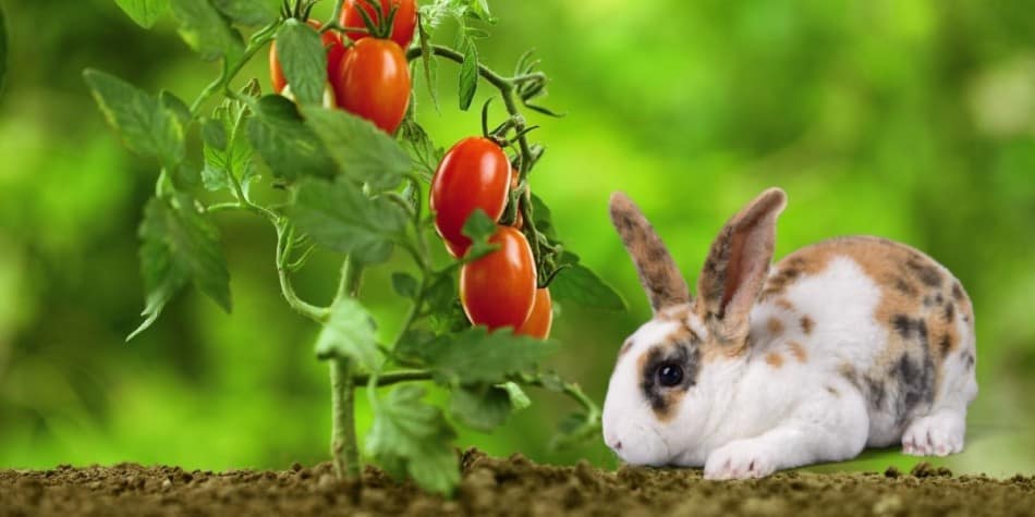 rabbit and tomatoe plant