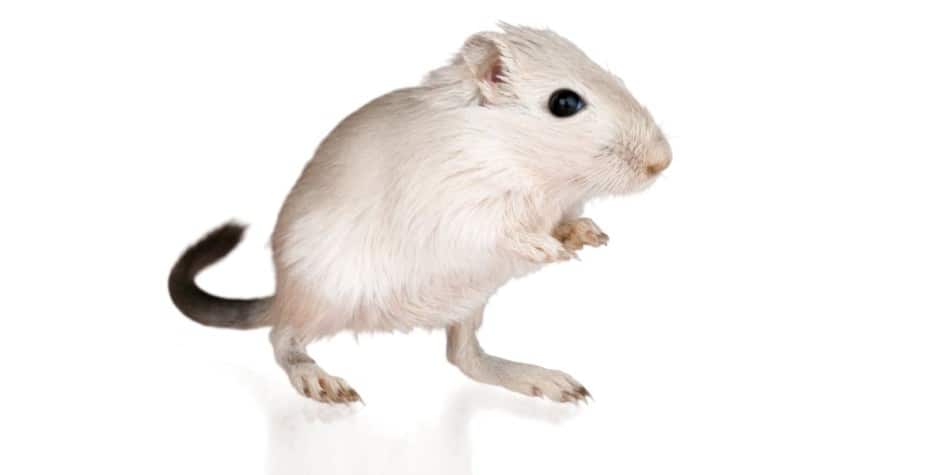 gerbil