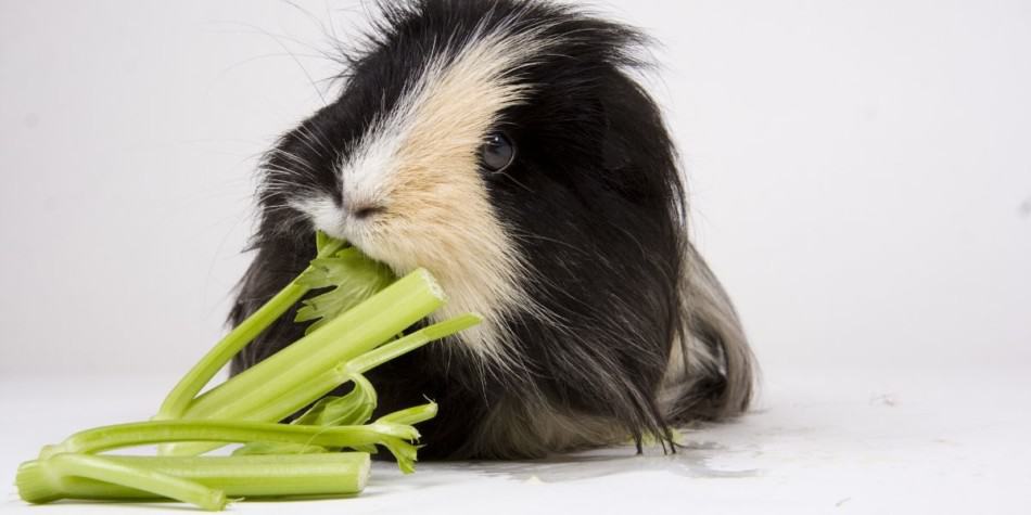 Can Guinea Pigs eat celery? ( Surely they can, Right)