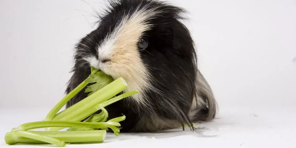 Can guinea pigs eat celery