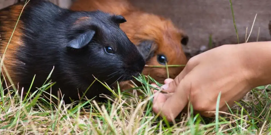 are guinea pigs allowed to eat grapes