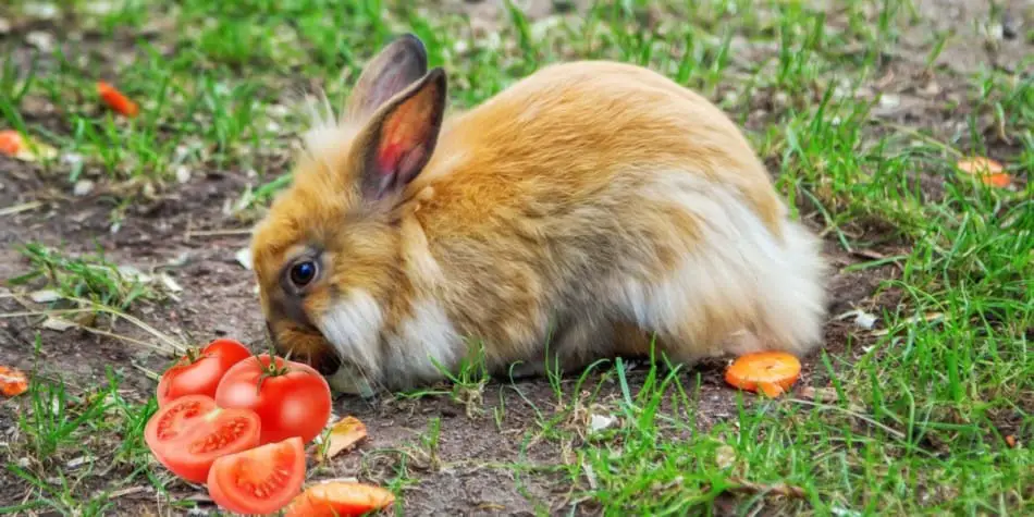 rabbit eating a tomatoe