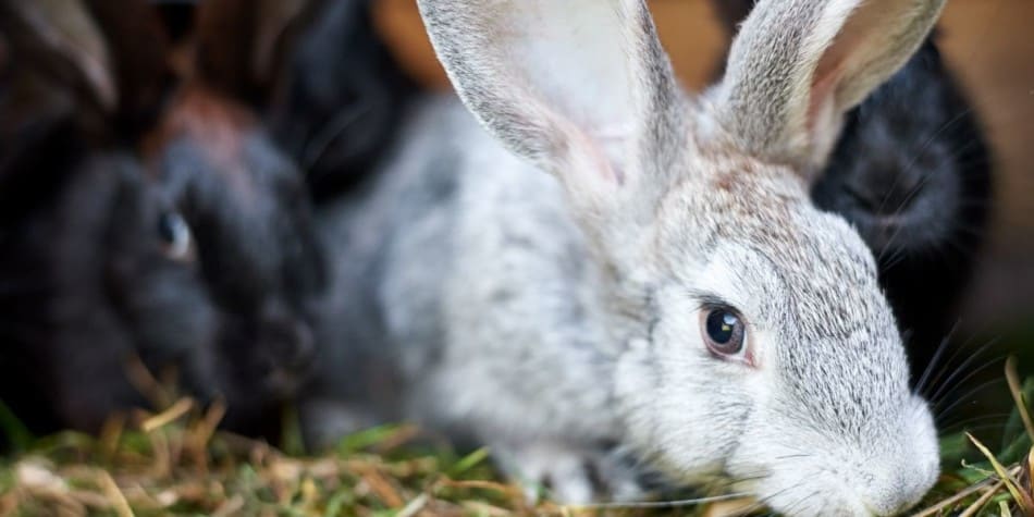 RABBIT EATING GRASS