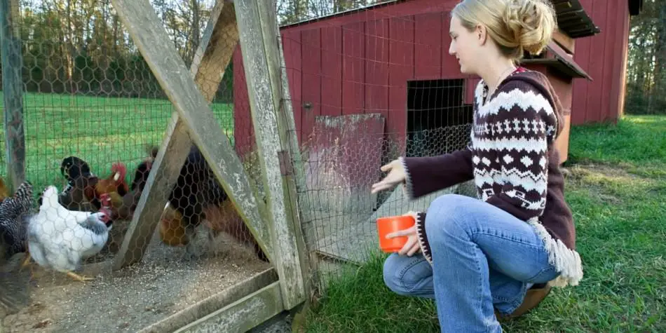 feeding backyard chickens
