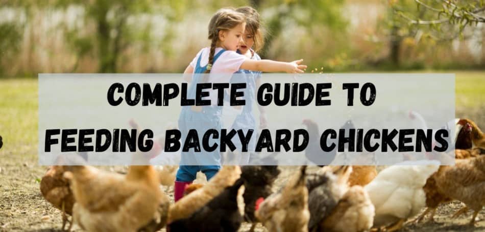 Chicken Food: Complete Guide to feeding Backyard Chickens