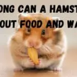 How Long Can A Hamster Go Without Food and Water