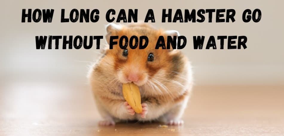 How Long Can A Hamster Go Without Food and Water