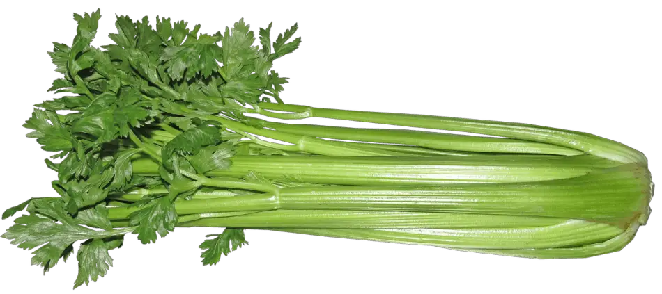 can gerbils eat celery