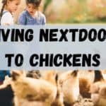 living next door to chickens