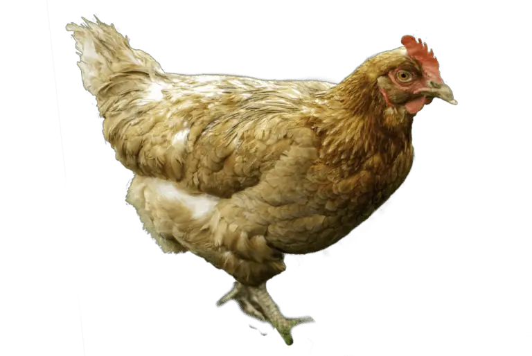 what-is-a-male-chicken-called-glossary-of-chickens