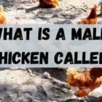 what is a male chicken called?
