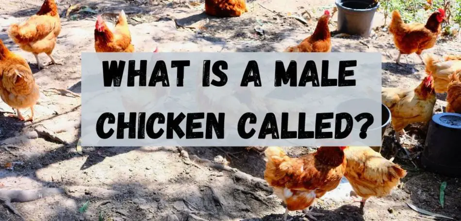 what is a male chicken called?