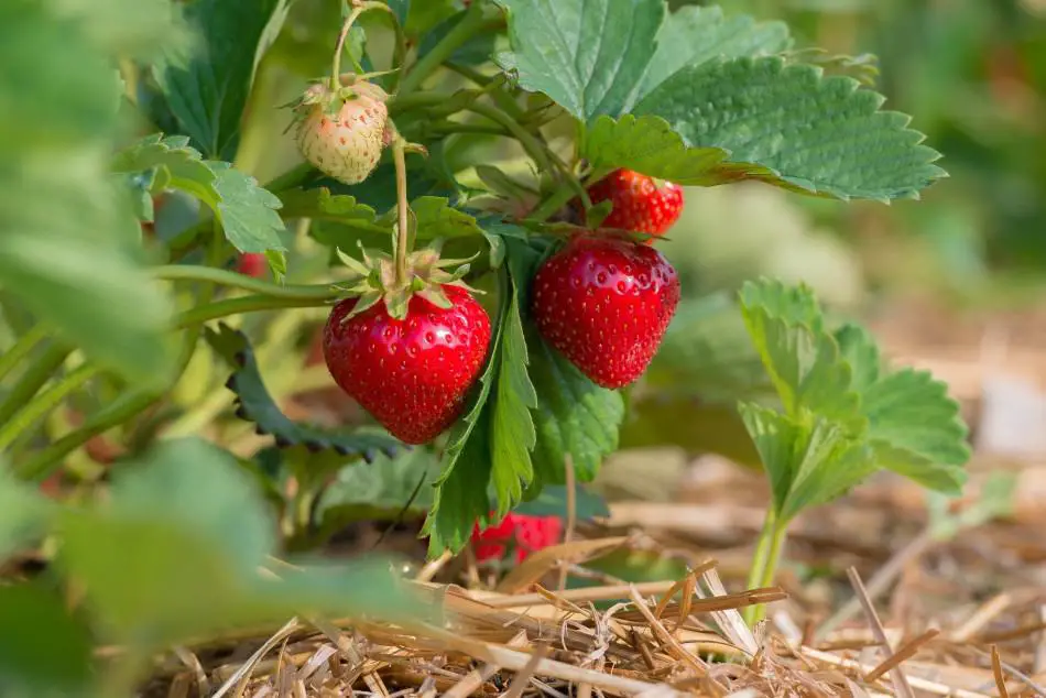 strawberries