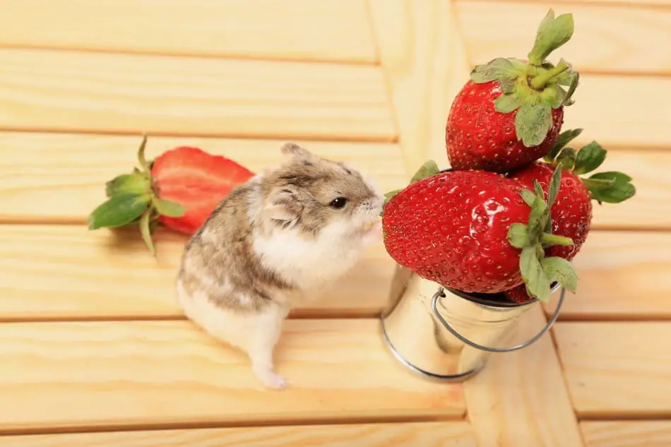hamster eating a strawberry