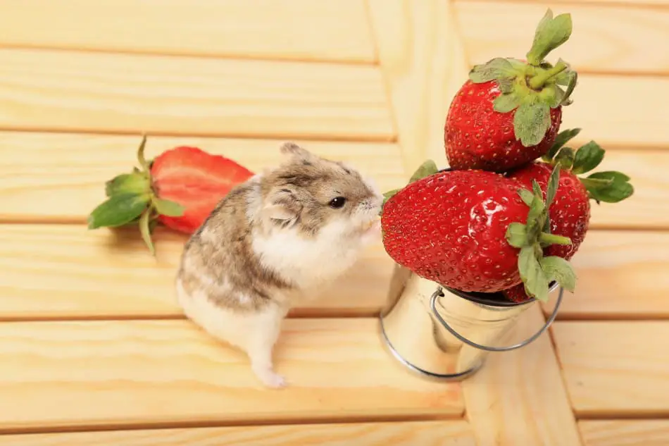 Criceto che mangia una fragola