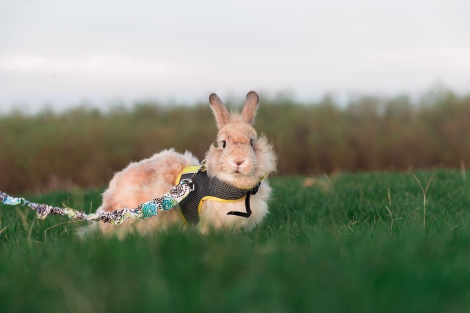 rabbit in a harness