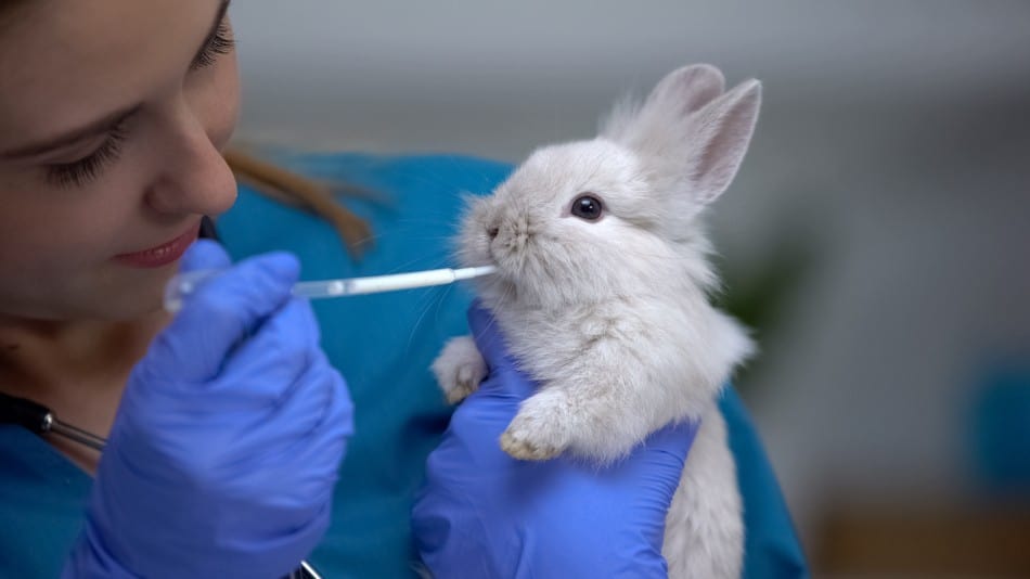 rabbit getting a vaccine 