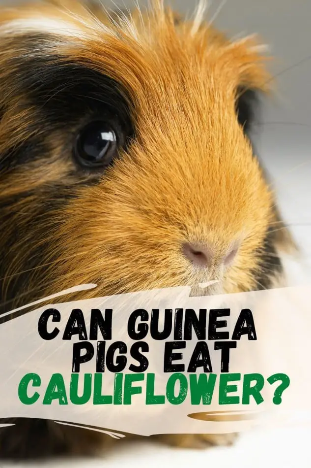 Can Guinea Pigs Eat Cauliflower? Is it Full of Nutrition and vitamins