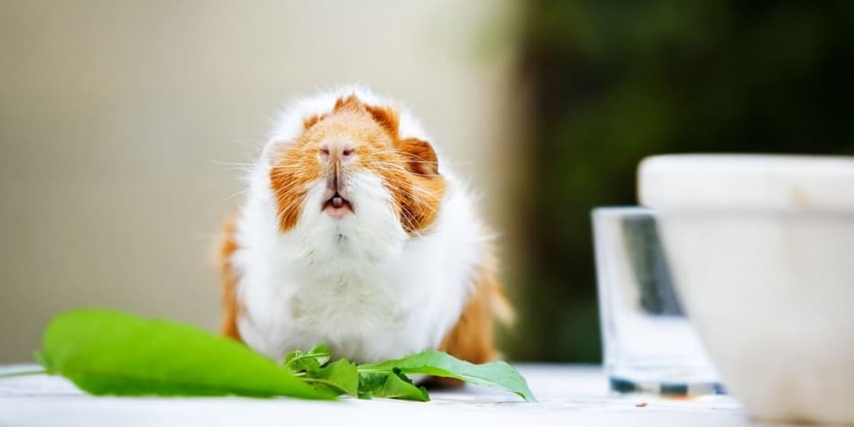 guinea pig eating