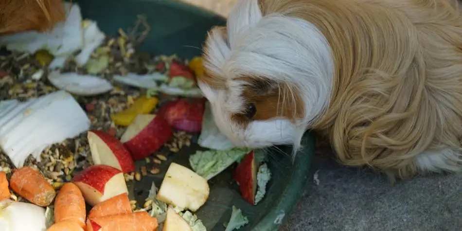 guinea pig eating veggies