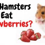 can hamsters eat strawberroes