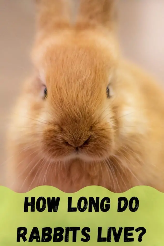 how long do rabbits live