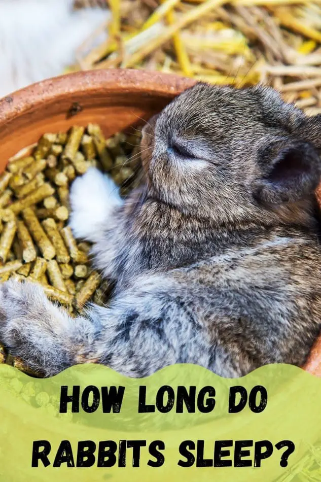 how long do rabbits sleep
