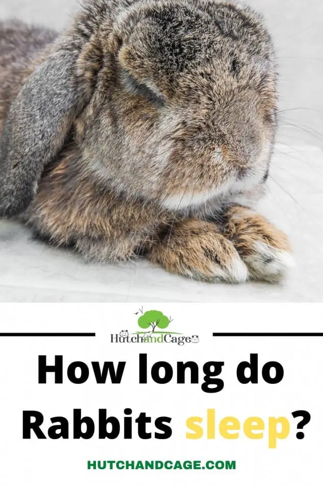 how long do rabbits sleep