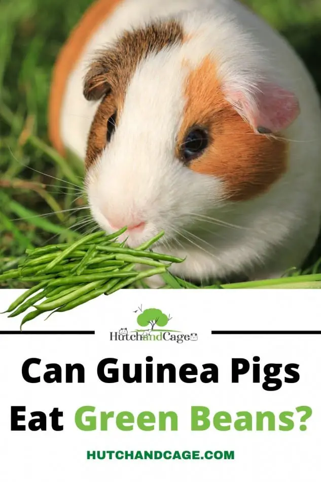 can guinea pigs eat green beans
