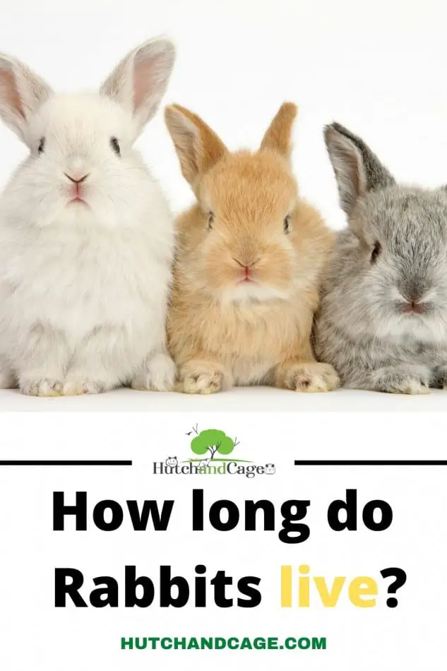 How long can house bunnies live