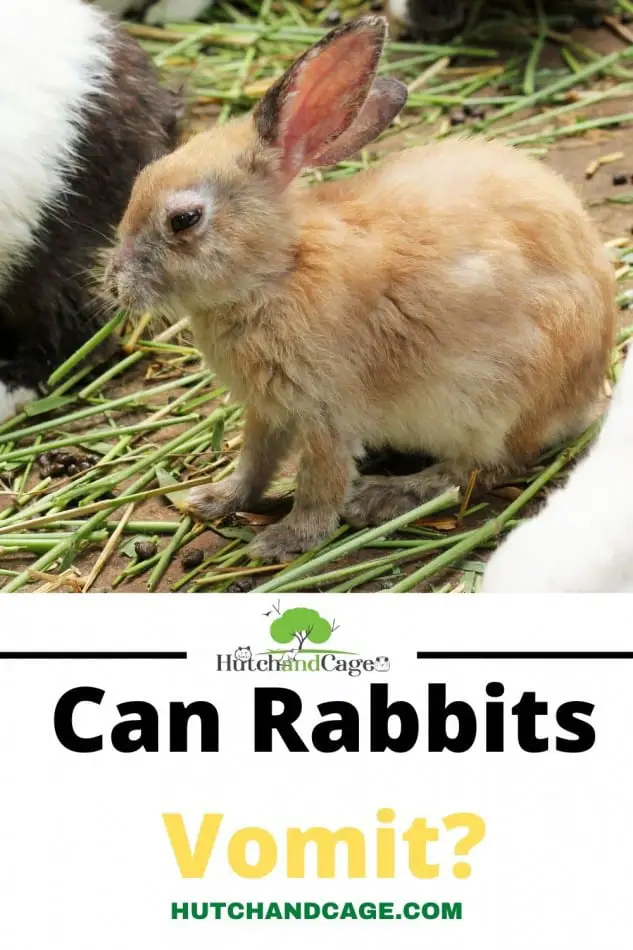 Can rabbits Vomit