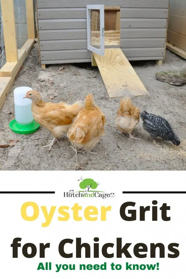 chickens eating oyster grit