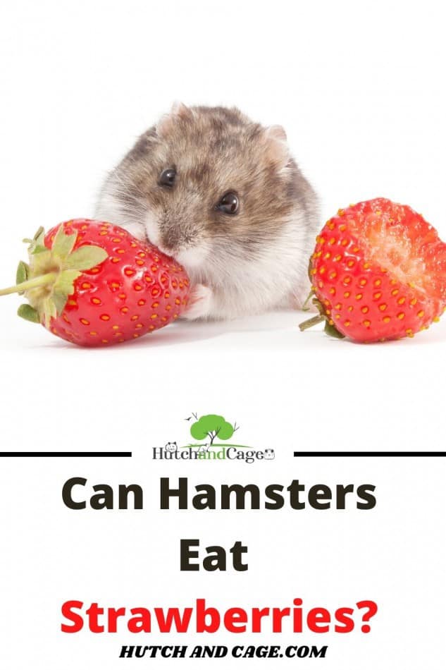 can hamsters eat strawberries