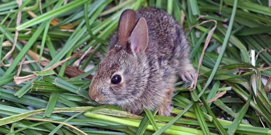 baby rabbit