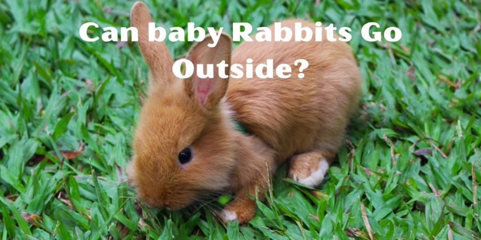 When Can Baby Rabbits Go Outside? What age is it safe!
