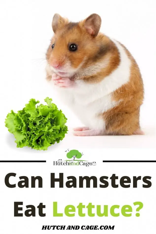 hamster eating lettuce