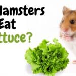 hamster eating lettuce