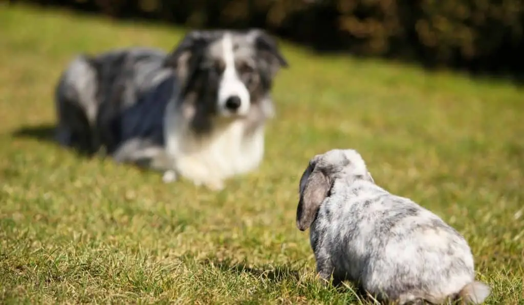 dog and a rabbit