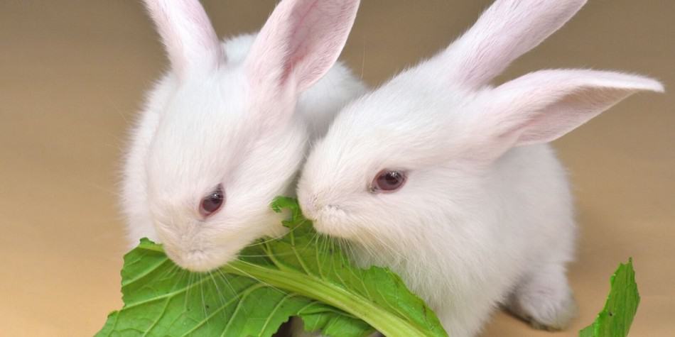 two white rabbits eating