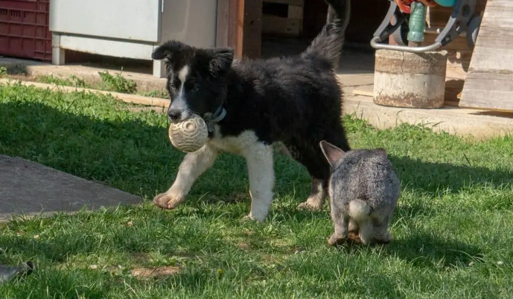 dog playing with a rabbit