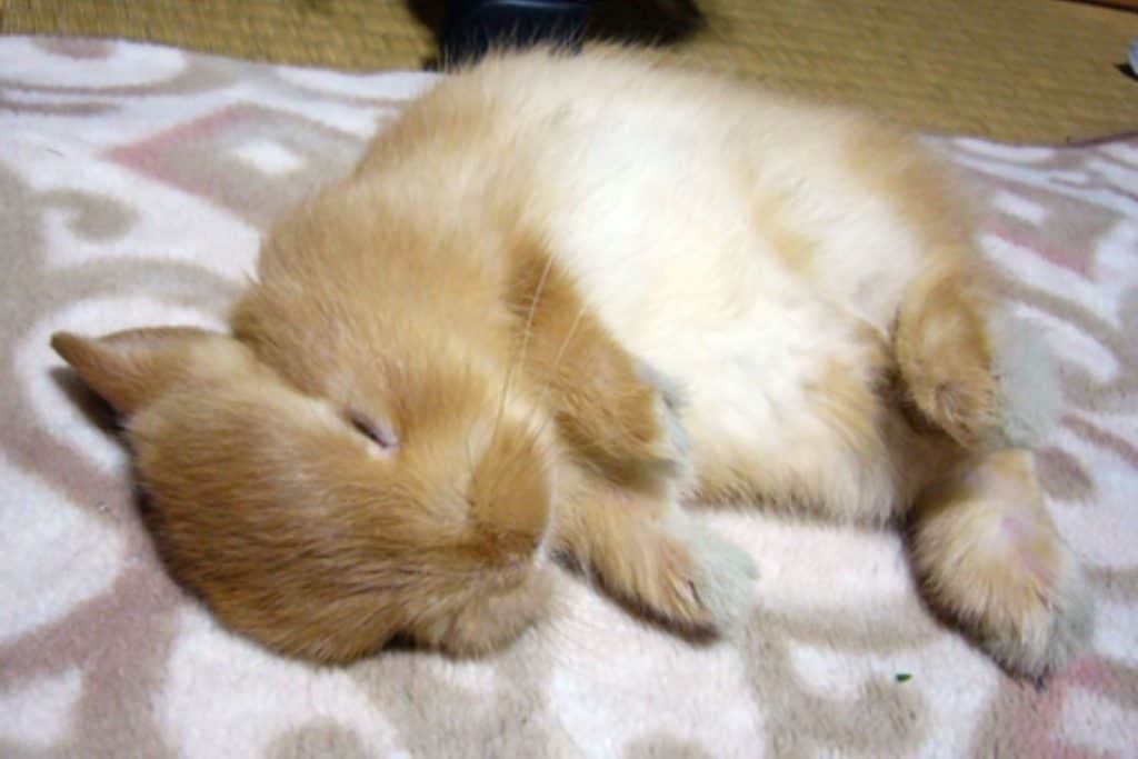 rabbit sleeping on a fleece