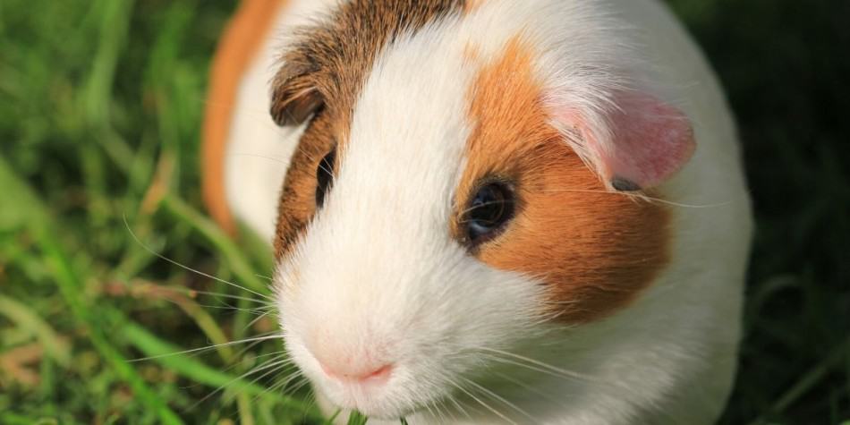 can guinea pigs eat green beans
