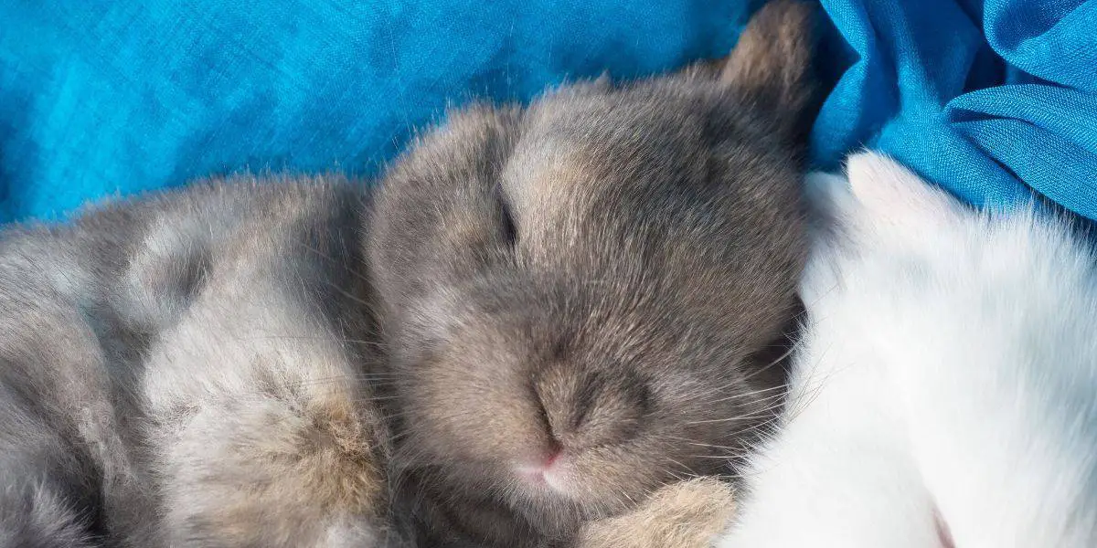 rabbit sleeping