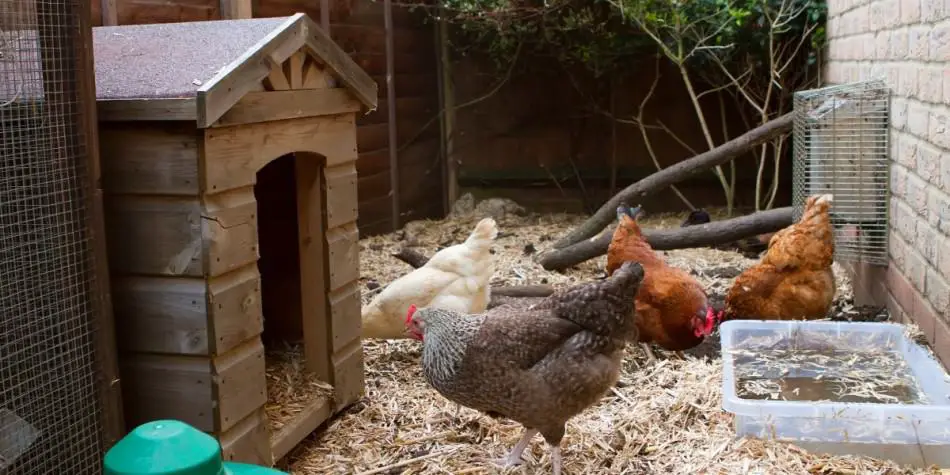 Feeding oyster shell grit to chickens. Do your chickens need it?