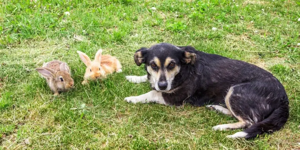 Do Rabbits and Dogs Get Along? Hutch and Cage