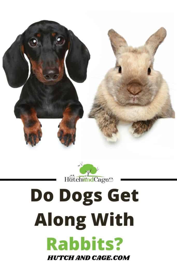 dogs and rabbits