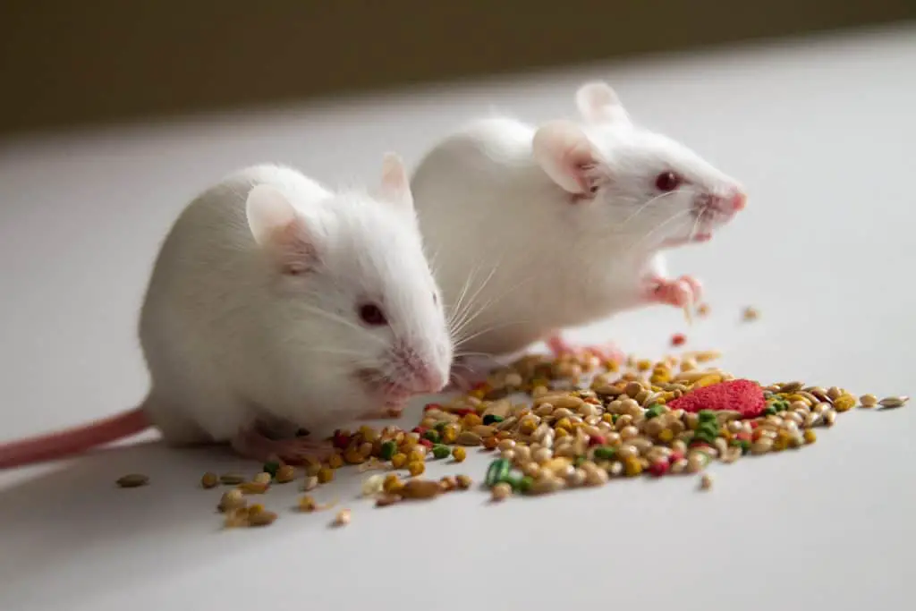 Pet mice eating