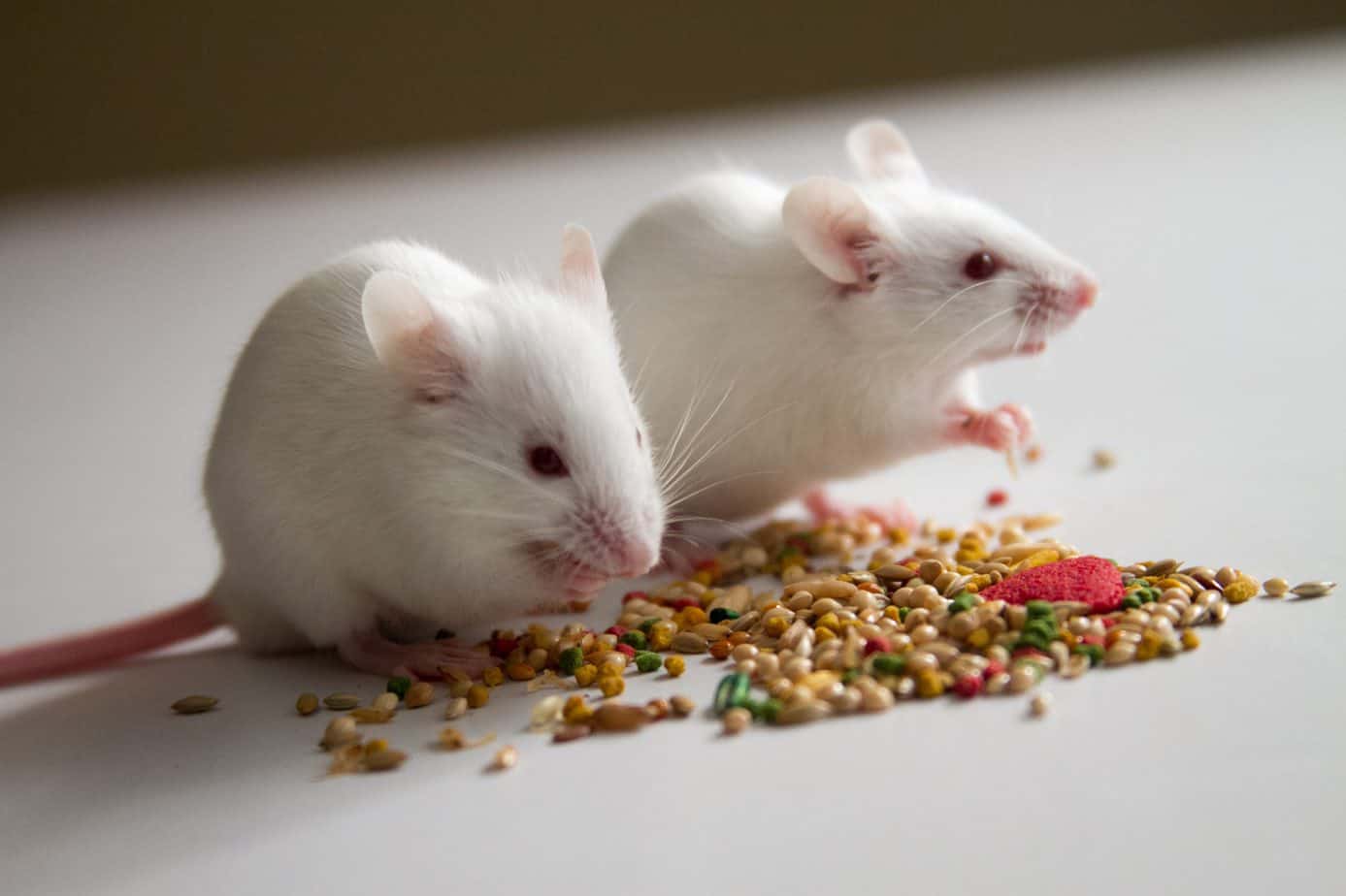 Can Mice Eat Hamster Food | Good and Bad foods for pet mice